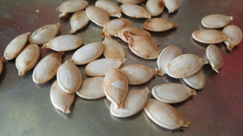 Tam 47 kilogram! Çekirdeğinin tanesi 5 liradan kilogramı ise 5 bin liradan satılıyor - Resim: 3