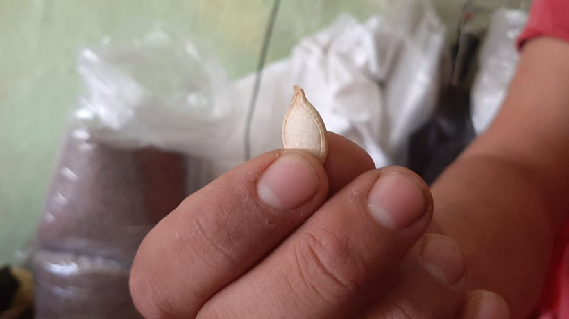 Tam 47 kilogram! Çekirdeğinin tanesi 5 liradan kilogramı ise 5 bin liradan satılıyor - Resim: 4