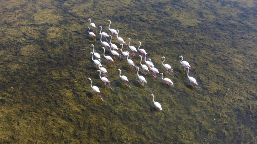 Aydın'ın Serçin Mahallesi'ne akın ettiler! Adeta kuş cennetine döndü - Resim: 1