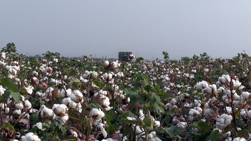 Şanlıurfa'da üreticilere pamuğun temiz toplanması uyarısı - Resim: 1
