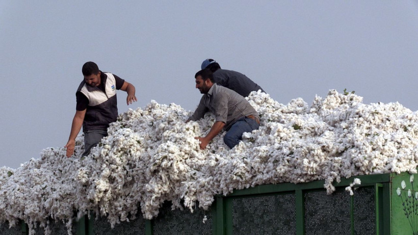 Şanlıurfa'da üreticilere pamuğun temiz toplanması uyarısı - Resim: 2
