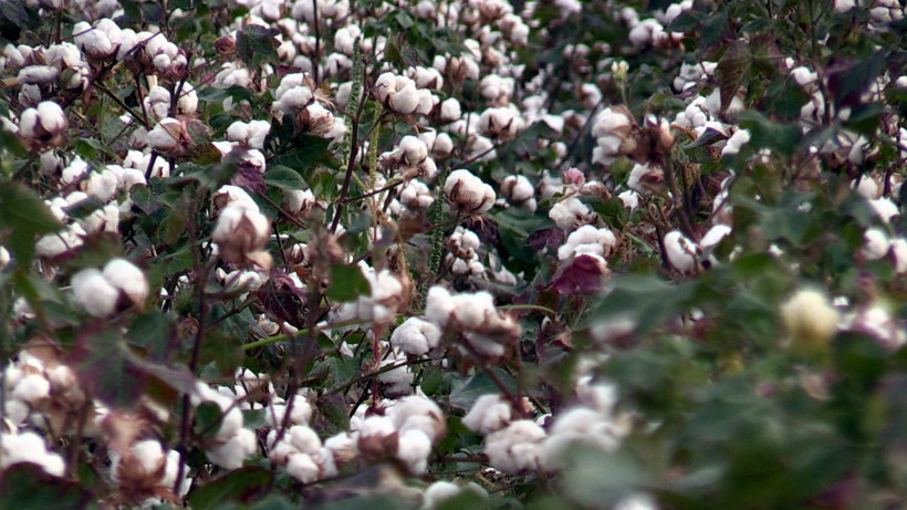 Şanlıurfa'da üreticilere pamuğun temiz toplanması uyarısı - Resim: 3