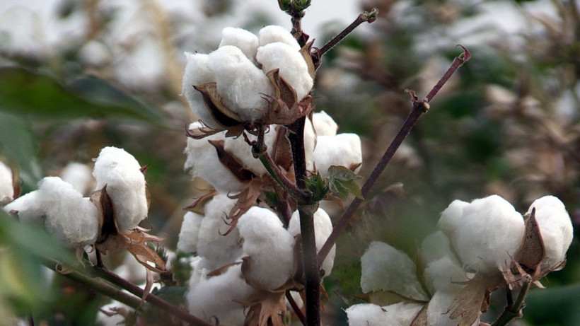 Şanlıurfa'da üreticilere pamuğun temiz toplanması uyarısı - Resim: 4