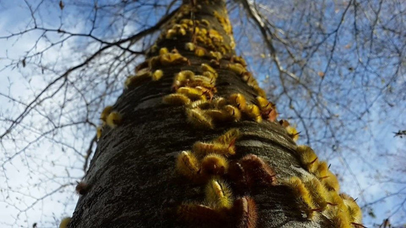 Bursa'yı istila ettiler hızla yayılıp yaprakları kemiriyorlar - Resim: 1