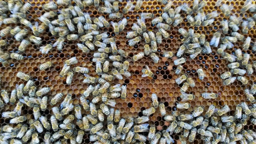 Samancı'dan çarpıcı iddia: Dünya piyasalarındaki propolisin yüzde 90'ı sahte - Resim: 2