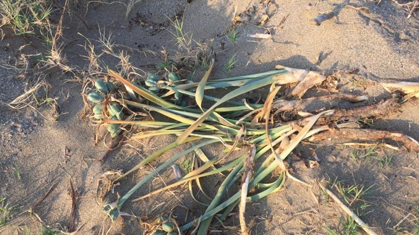 Cezası tam 60 bin lira! Kökünden koparttılar - Resim: 3