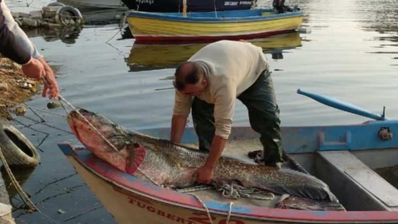 Balıkçıların ağına takıldı! Tam 2 metre Gören telefona sarıldı - Resim: 1