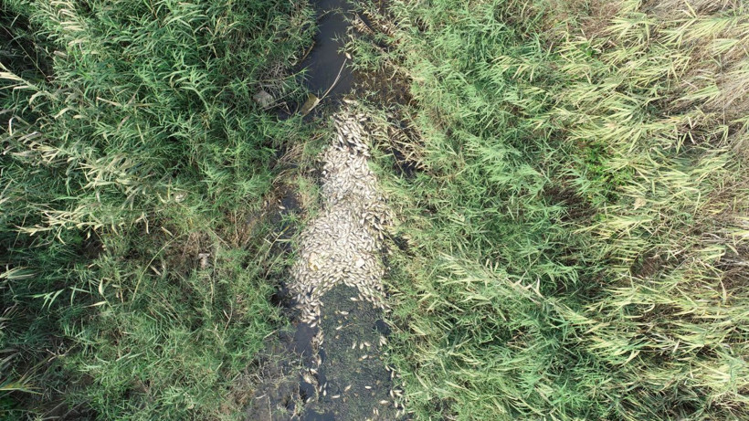 Bursa Valiliğinden toplu balık ölümleriyle ilgili açıklama - Resim: 1