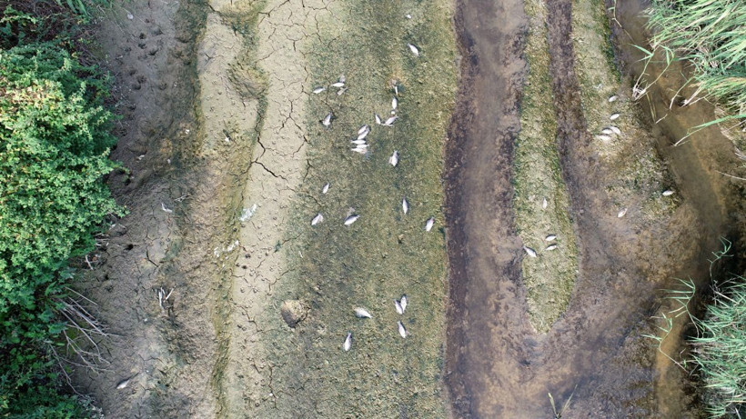 Bursa Valiliğinden toplu balık ölümleriyle ilgili açıklama - Resim: 2