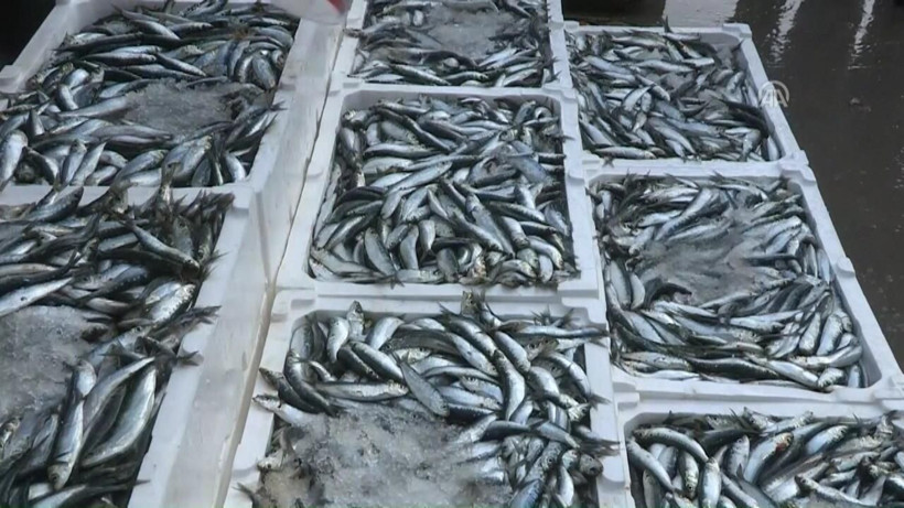 Balık alırken dikkat! Akla hayale gelmeyecek hile solungaçlarını kırmızıya boyuyorlar - Resim: 2