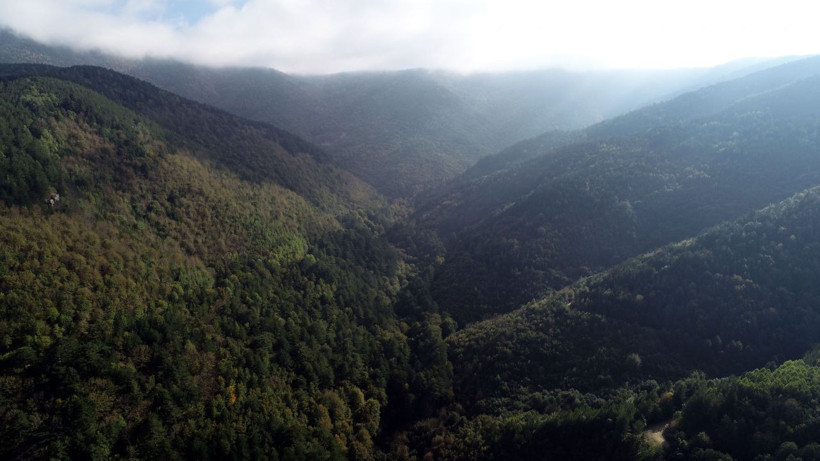 Dünyanın hiçbir yerinde yok! Siyah mucize balın sırrı ortaya çıktı - Resim: 4