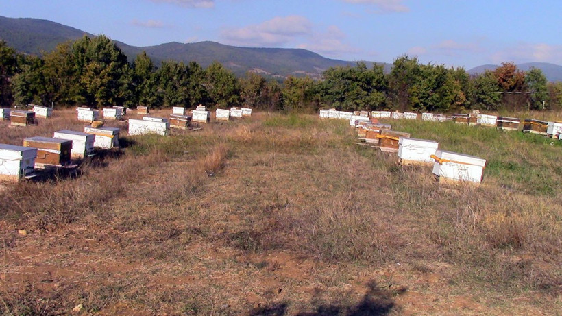 Dünyanın hiçbir yerinde yok! Siyah mucize balın sırrı ortaya çıktı - Resim: 1