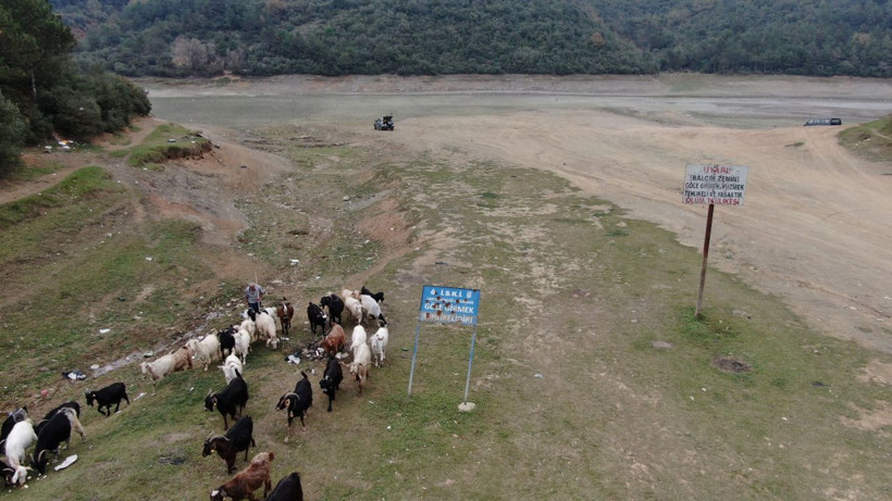 İstanbul'da tedirgin eden görüntü Balıklar yüzüyordu şimdi keçiler otluyor - Resim: 2