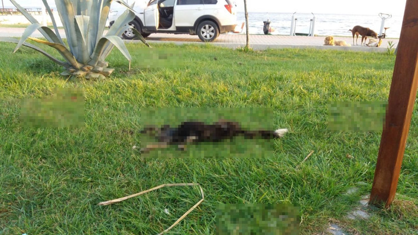 Bursa'da 6 parçaya ayrılmış köpek ölüsüyle ilgili satanist ayini iddiası - Resim: 1