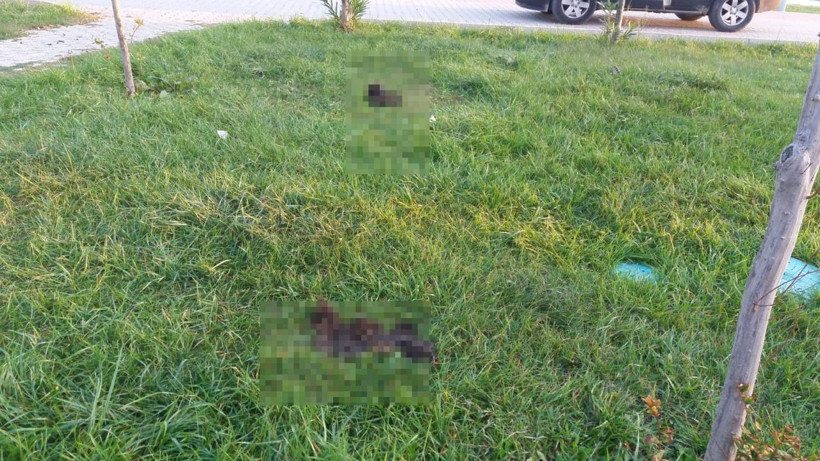 Bursa'da 6 parçaya ayrılmış köpek ölüsüyle ilgili satanist ayini iddiası - Resim: 2
