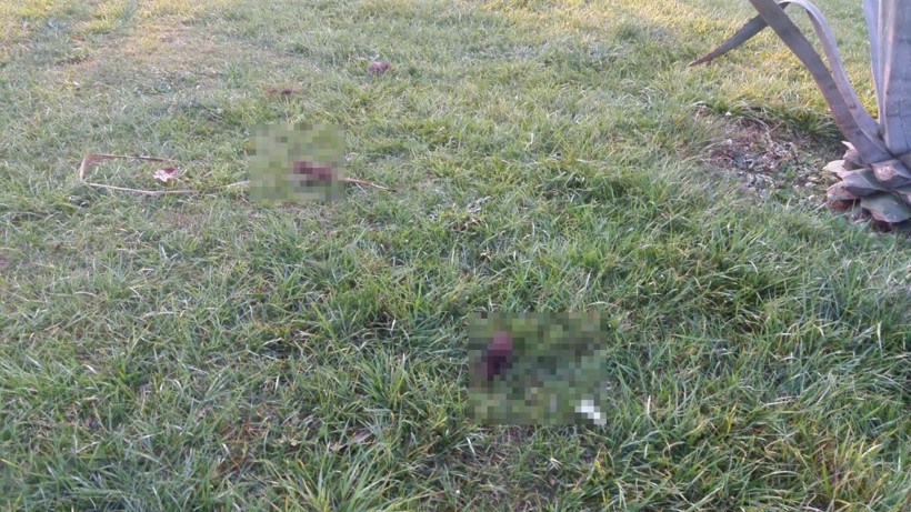 Bursa'da 6 parçaya ayrılmış köpek ölüsüyle ilgili satanist ayini iddiası - Resim: 4