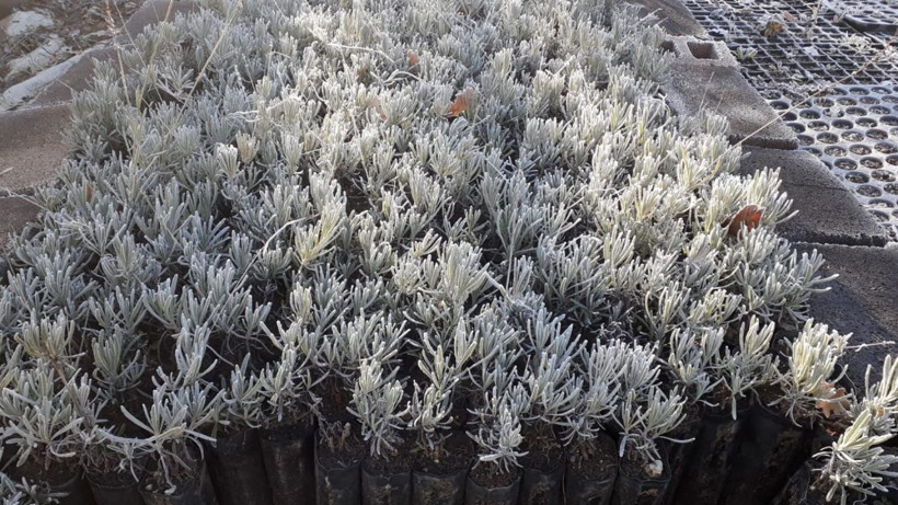 Yeni gelir kapısı oldu kilosu 150 lira - Resim: 2