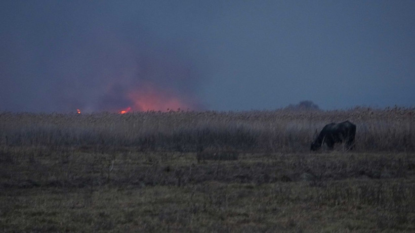 Bursa'da sazlık yangınında mandalar telef oldu - Resim: 1