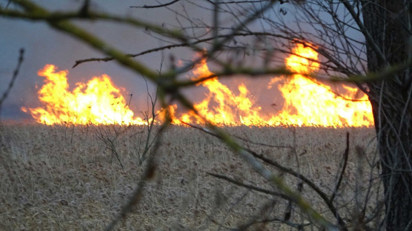 Bursa'da sazlık yangınında mandalar telef oldu - Resim: 2