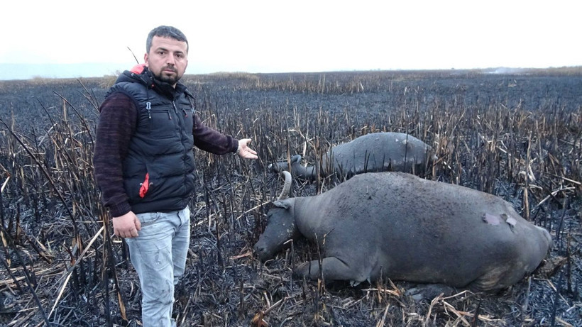 Bursa'da sazlık yangınında mandalar telef oldu - Resim: 3