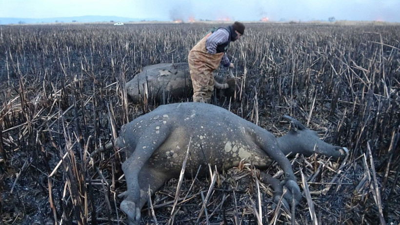 Bursa'da sazlık yangınında mandalar telef oldu - Resim: 4