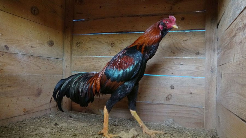 Çiftliğini Adana'da kurdu üniversiteli gelinleriyle ayda 30 bin lira kazanıyor - Resim: 2