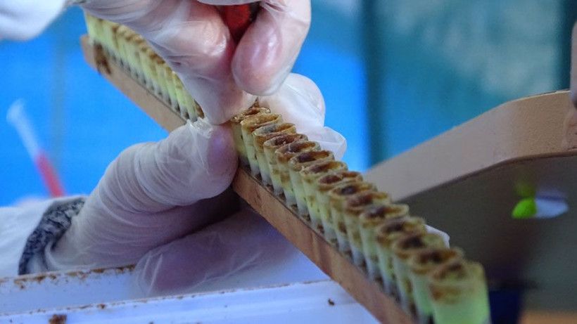 Kilosu 7 bin lira olan sütün sağımına başlandı koronavirüs nedeniyle büyük talep var - Resim: 1