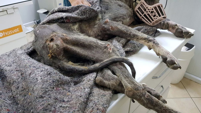 Silivri’de kangal cinsi köpek açlıktan ölmek üzereyken bulundu - Resim: 4