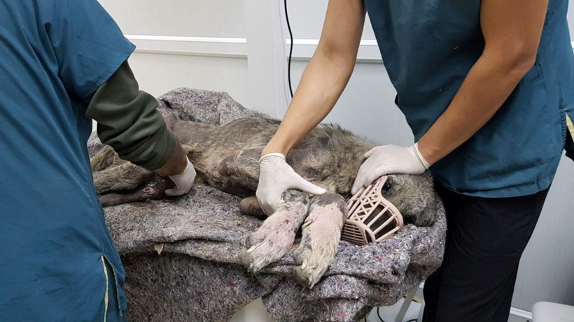 Silivri’de kangal cinsi köpek açlıktan ölmek üzereyken bulundu - Resim: 1