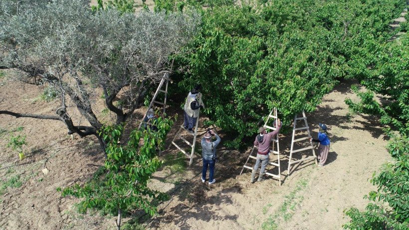 İzmir'de kiraz hasadı başladı ürün bol çiftçiler emeğinin karşılığını alıyor - Resim: 2