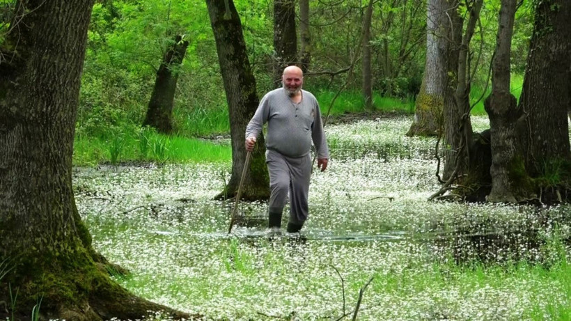 Galeriç Subasar Ormanı'nda 'su papatyası' kartpostallık görüntüler oluşturdu - Resim: 2