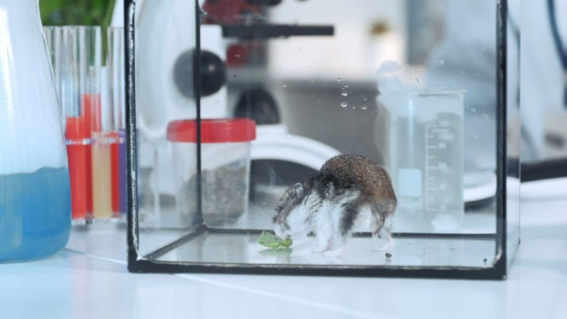 Maske takmak koronavirüsün yayılımını yüzde 75 azaltıyor - Resim: 2