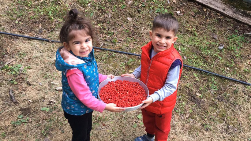 Ordu'da 4 saatte ancak 1 kilo toplanabiliyor 150-200 TL'den satılıyor - Resim: 2