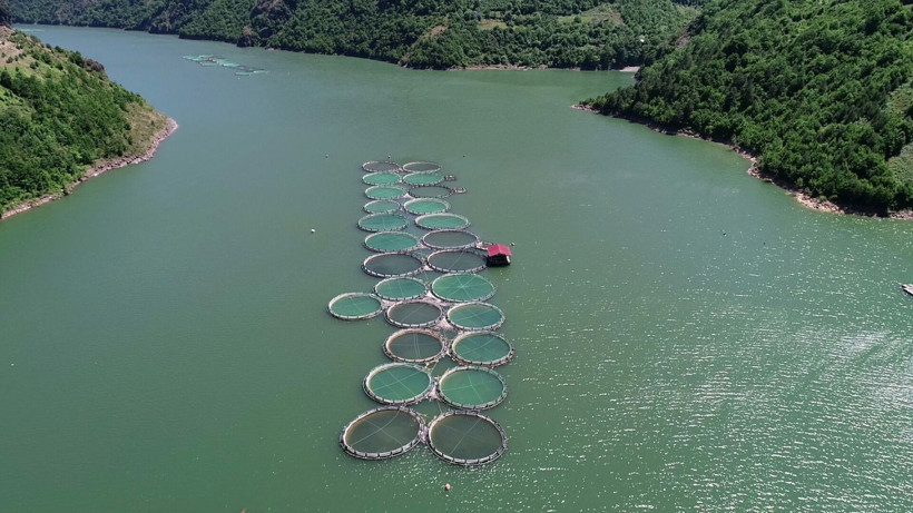 Koronavirüsten sonra artan somon siparişlerine yetişemiyorlar - Resim: 4