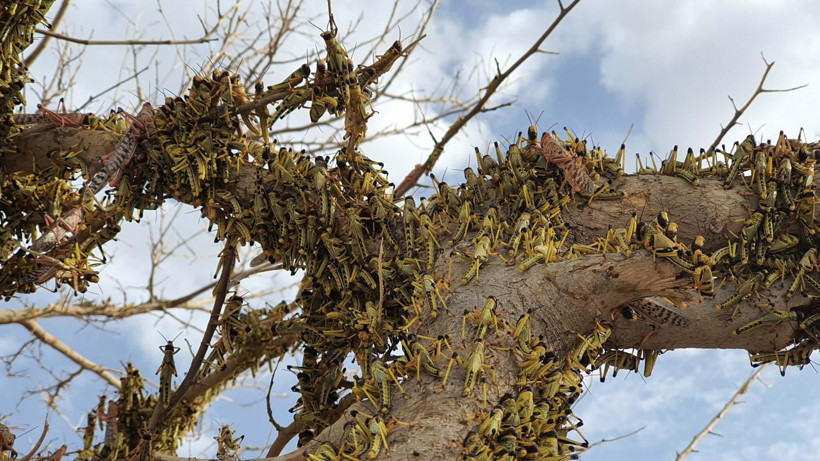 20 yılın en kötü çekirge istilası başladı tarım arazilerine saldırdılar - Resim: 4