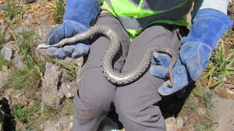 Tunceli ilçesinde ilk kez tespit edildi! Bu yılan 1 saat içinde öldürüyor - Resim: 3