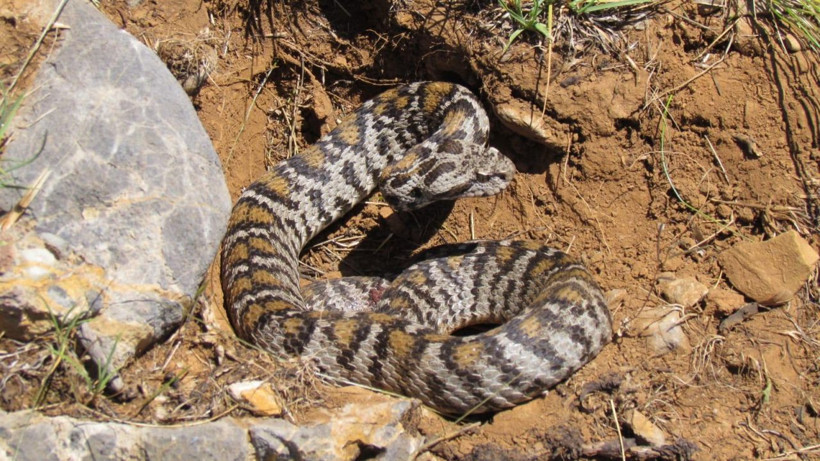Tunceli ilçesinde ilk kez tespit edildi! Bu yılan 1 saat içinde öldürüyor - Resim: 4