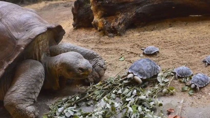 44 yıl üreme üreme programında tutulan Diego emekli edildi - Resim: 2