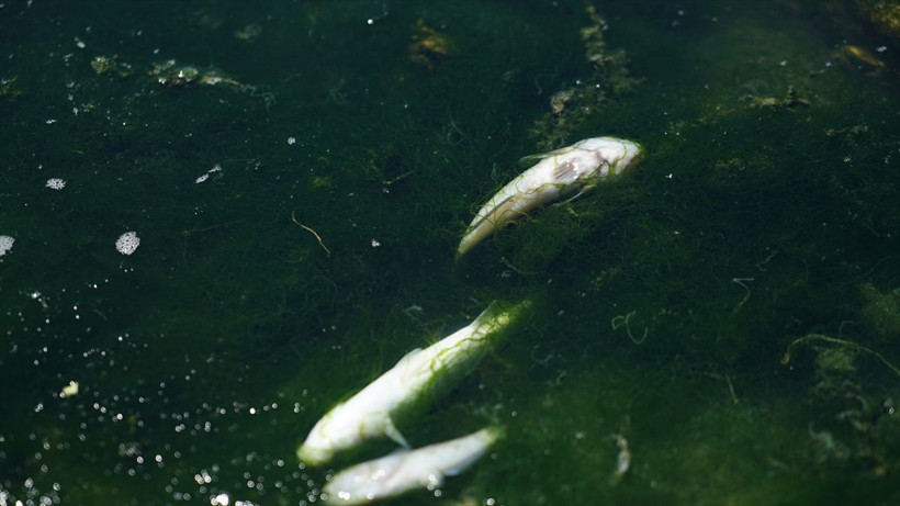 Küçükçekmece Gölü'nde korkunç görüntü! Binlerce ölü balık kıyıya vurdu - Resim: 2