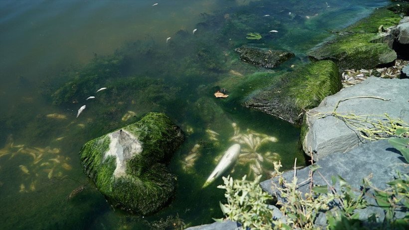 Küçükçekmece Gölü'nde korkunç görüntü! Binlerce ölü balık kıyıya vurdu - Resim: 3