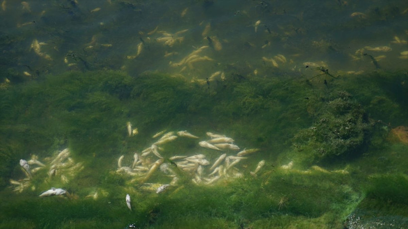 Küçükçekmece Gölü'nde korkunç görüntü! Binlerce ölü balık kıyıya vurdu - Resim: 4