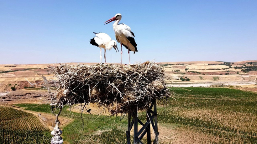 Adıyaman’da dronu gören leylek çifti yumurtayı sakladı - Resim: 3