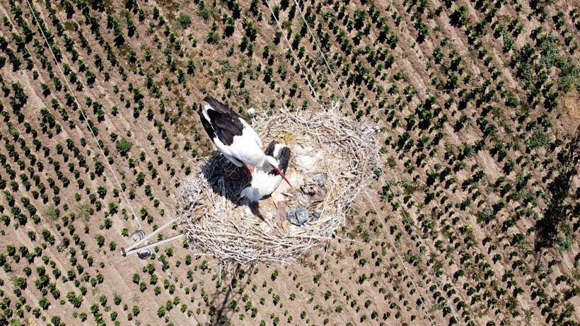 Adıyaman’da dronu gören leylek çifti yumurtayı sakladı - Resim: 2