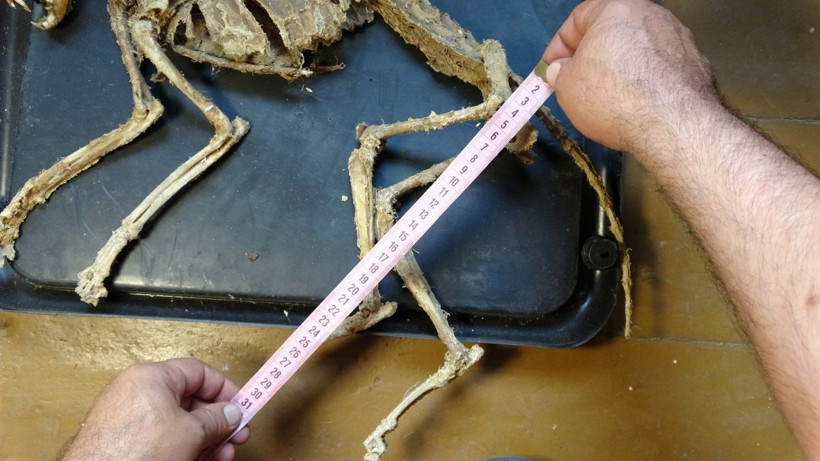 Giresun'da evinde iskelet buldu! Ne kediye nede köpeğe benziyor - Resim: 2