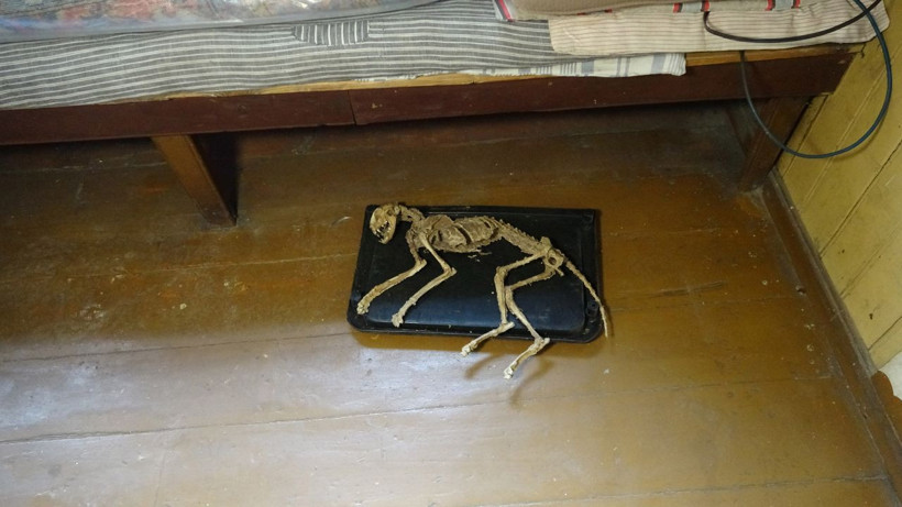 Giresun'da evinde iskelet buldu! Ne kediye nede köpeğe benziyor - Resim: 1