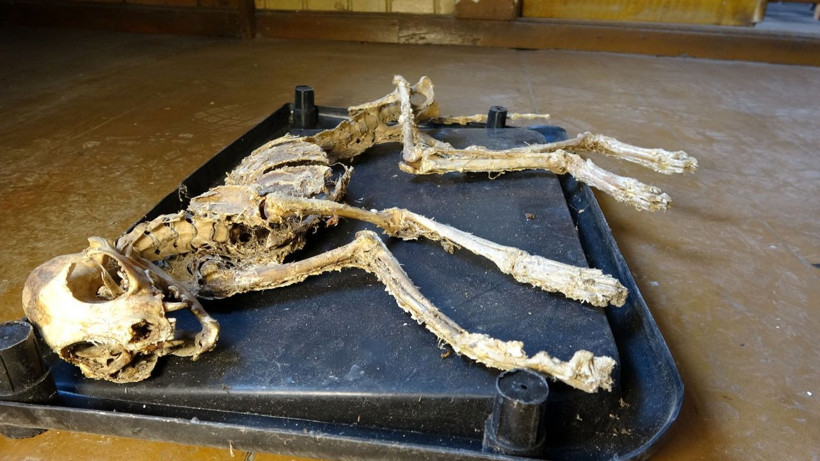 Giresun'da evinde iskelet buldu! Ne kediye nede köpeğe benziyor - Resim: 3
