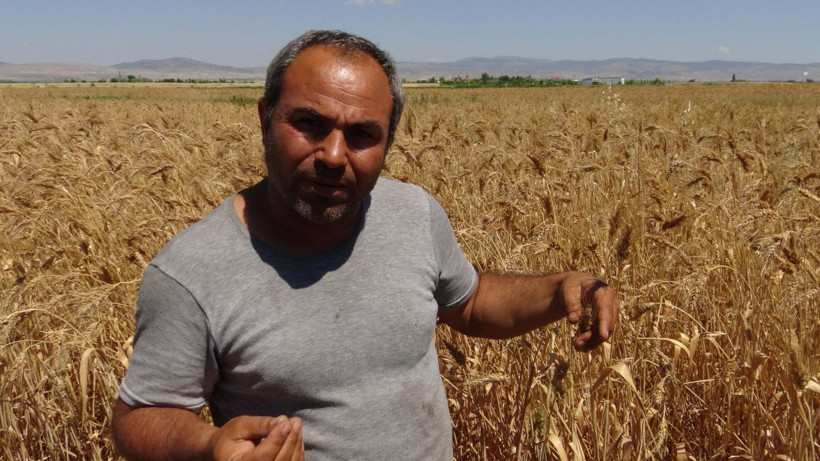 Geçmişini bilmediği bir avuç buğdayı çoğaltmaya çalışıyor - Resim: 2