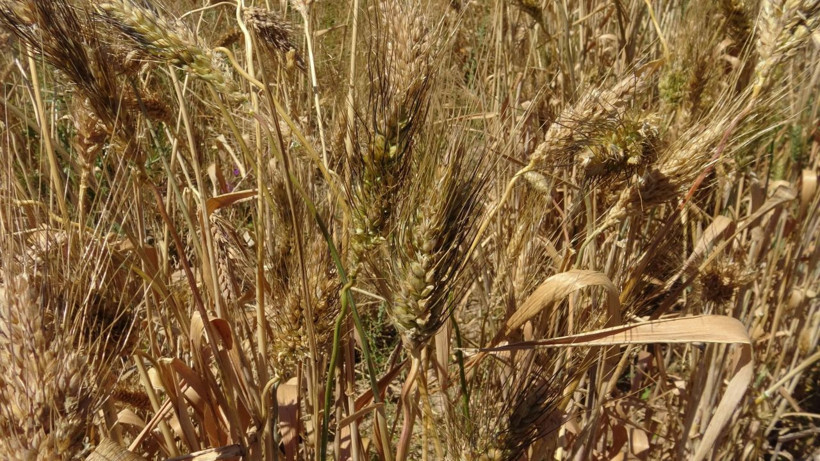 Geçmişini bilmediği bir avuç buğdayı çoğaltmaya çalışıyor - Resim: 1