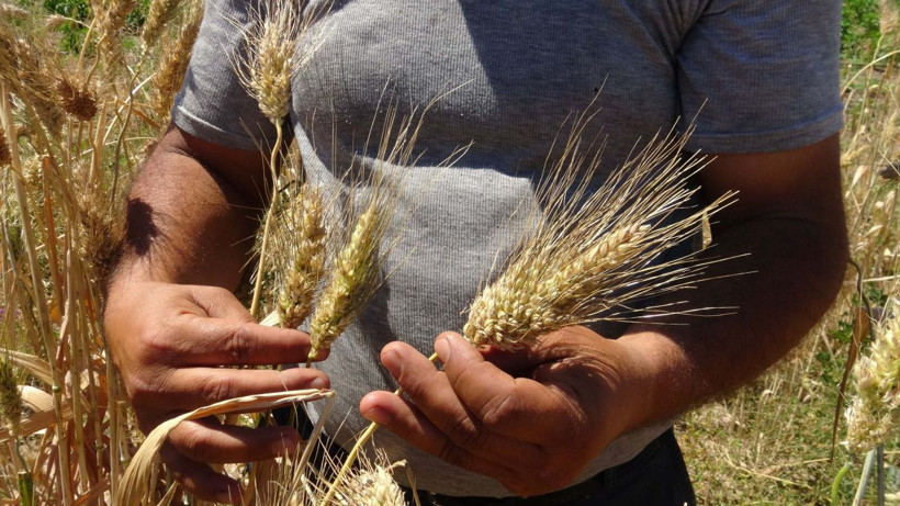 Geçmişini bilmediği bir avuç buğdayı çoğaltmaya çalışıyor - Resim: 3