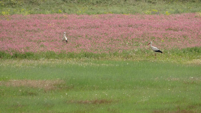 Değirmi Göleti’nde leylek yoğunluğu - Resim: 2
